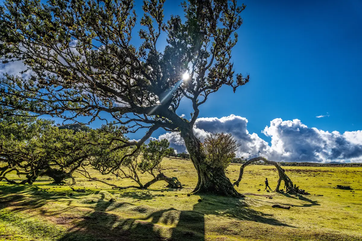 Til centenário na floresta do Fanal, com o céu azul