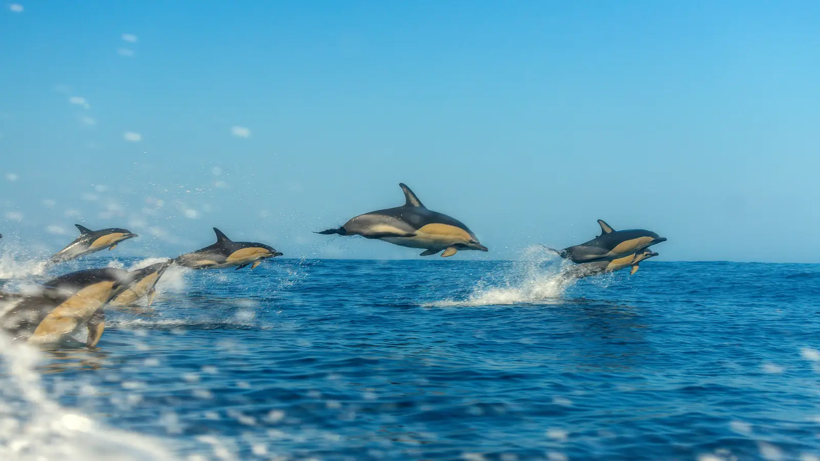 Golfinhos a saltar no mar azul