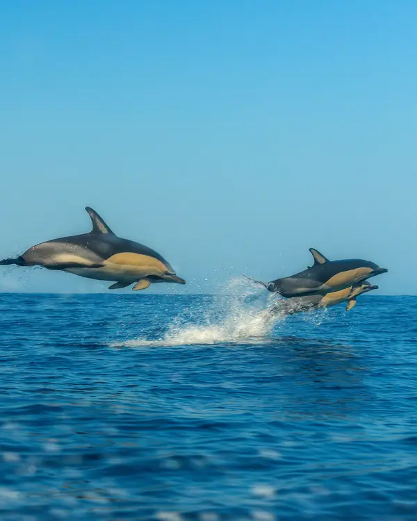 Golfinhos a saltar no mar azul