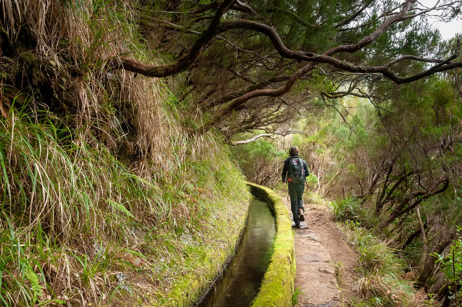 Wanderer auf einer Levada auf Madeira, zwischen Bäumen